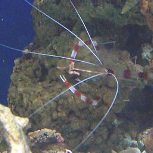 this is a picture of our coral banded shrimp after he caught a bristle worm that was living in ur live rock, he has it wrapped around on claw and is e