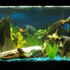 My main large tank. Its becoming more and more a cichlid tank.