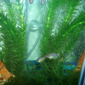 There are actually three zebra danios in this pic. You can really only see two those. Hope you like them!!!