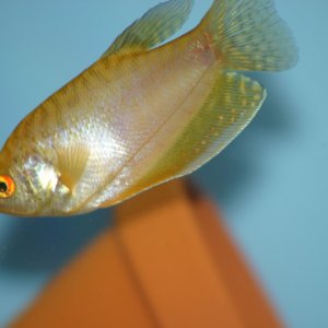 male juvenile P. saulosi, before turning blue