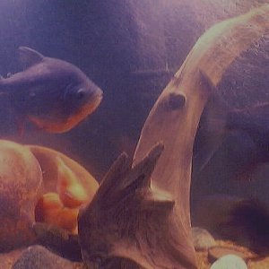 These are my two Pacus, they eat everything and anything, they also are sincere in knowing they own the fish world.