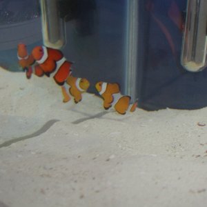 These are my new and only clownfish shortly after they arrived home.