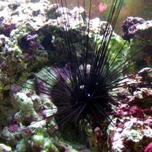 This is Spike the long spine Sea Urchin. My first tank in habitant.