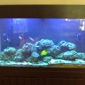 My wannabe reef tank 3 weeks after clearing a major algal bloom. Tank is about 8 months old