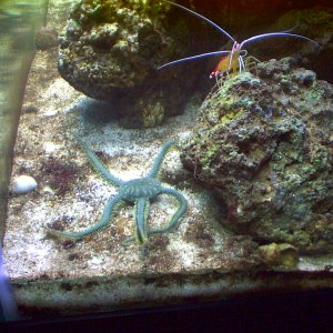 My green brittle starfish after a good meal. I feed him (ofetn by hand) twice a week on shrimp or frozen fish.