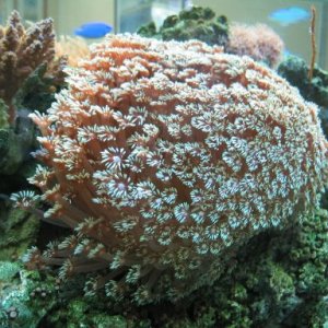 flowerpot coral
