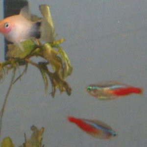 My Neon Tetras and Mickey Mouse Platy