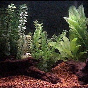 This is my 20H.  Photo was taken during the cycling process, prior to adding fish.  This tank was in storage for 10 years.  It was neglected, with har