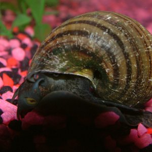 This is the larger of my two snails. The other one is a little photo shy still.