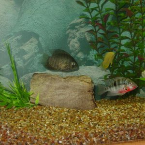 Here's one of the two Severums together. They hang out a lot but never seem to be facing the same direction when the camera is out. Of course the came