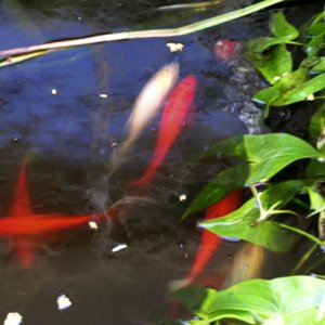 Bad attempt at taking photo of feeding pond fish