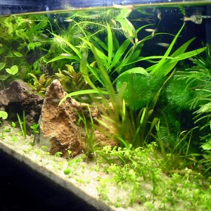 nature-style planted tank for fancy guppy fry