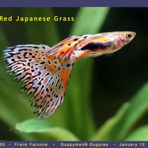 Red Japanese Grass