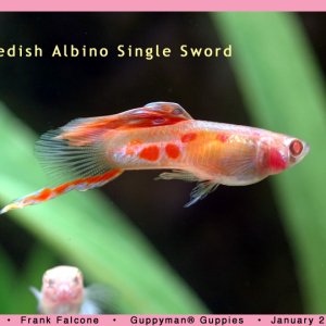 Swedish Single Swordtail