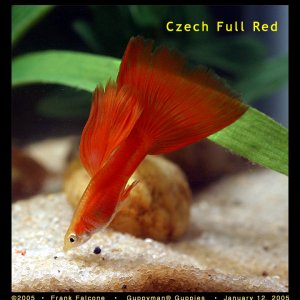 Czech Full Red Male Guppy
