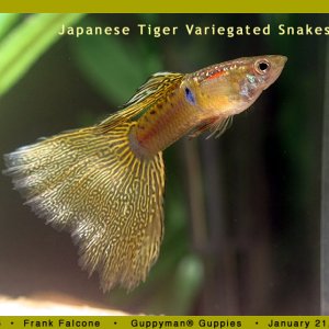Japanese Variegated Snakeskin