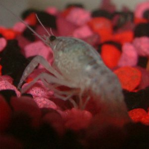 This is the larger of the two baby crayfish, Virgil Hilts, named after Steve McQueen's character in the great escape, since he keeps climbing and digg