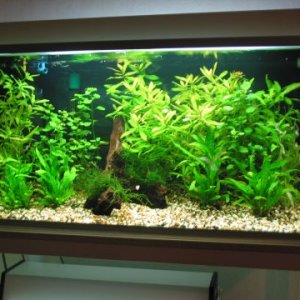 A close-up of my main tank including 4 different types of live plants (Java Fern, Java Moss, Primrose, and Green Hygro), a mangrove root, medium sized