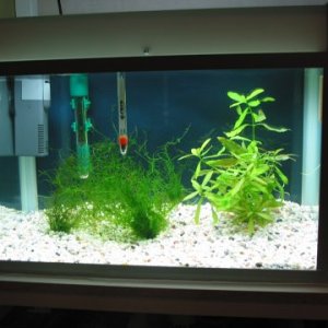 This is my smaller tank that is currently used as a QT for new fish, and later for fry. Two types of live plant, Java Moss and Green Hygro. It's got a