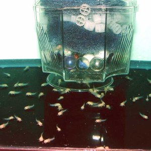 These are the Cory fry at 3 weeks of age. About 125 - 90% survived.