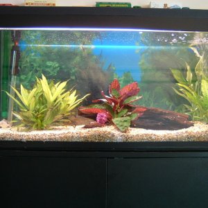 This is a 30" tank I use for breeding the larger size fish currently home to 2 bolivian rams.
