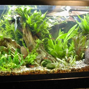 Heavily planted, CO2 160-watt with adult angel, dwarf gourami, serpae tetras, otos and cory cats