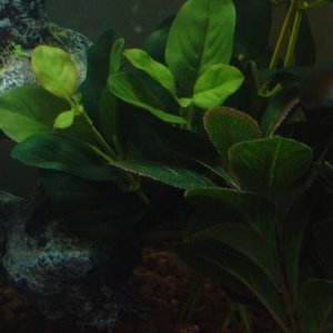 This is Barney my blue Mickey Mouse platy.