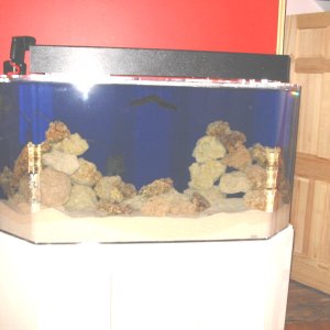 2080this is the tank with live sand live rock and base rock note the vho lighting on top med