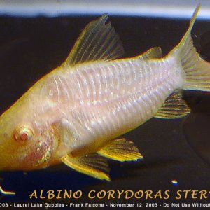 Albino Corydoras Sterbai Catfish