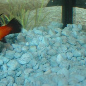 The latest addition to my family is yet to be named.  She's a hi-fin sunset wag platy. Her sister is similar, except not hi-fin.