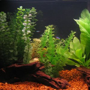 My 20 Gallon High aquarium with 10 Cardinal Tetras as the first inhabitants (after a fishless cycle).