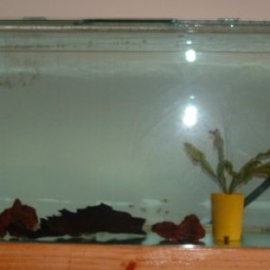 My new tank. It will be a discus tank. At the moment it is cycling before I order my discus to grow out.