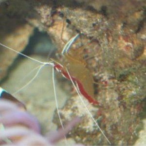 3683skunk shrimp