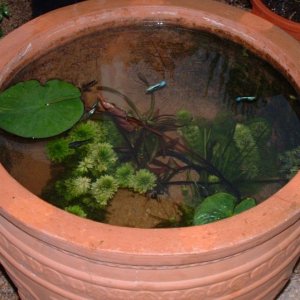 Guppies in a pot!