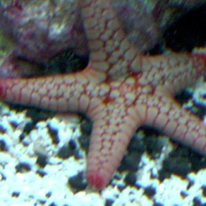 a new addition! This is such a cool sea star.  I had never seen one before so I figured I post a pic I will try to get better ones soon