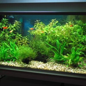A newer photo of my main tank taken in December 2003. Current inhabitants include 3 Yellow Wagtail Platies, 4 Red Swordtails and 1 Red Wagtail Swordta
