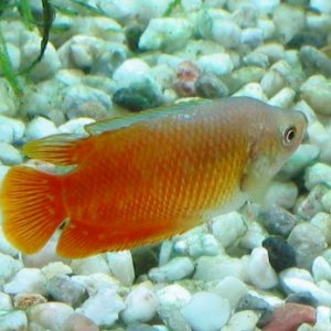 My Flame Dwarf Gourami male, a bit over 5 cm/ 2 inches in total length. The boss of his tank.