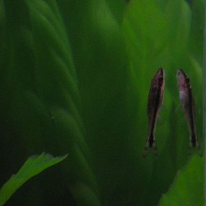 Here's an Oto in my aquarium.  Hard not to like these little guys!  A very curious and unafraid fish.