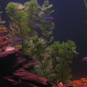 I have a school of a dozen Cardinal Tetras in my tank.  One of my favorite tropical species of all-time.