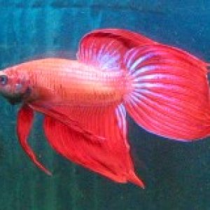 This is my first (and only) Betta, apparently of Cambodian color variety, and a veil-tail.