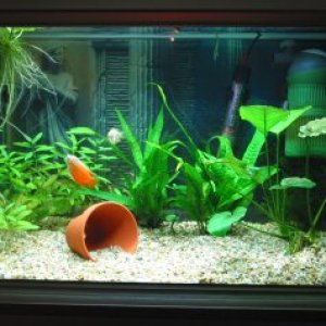 One of my 3 tanks, with a Flame Gourami pair, 3 Otos, a shrimp, and live plants. The filter is an Eheim Aquaball internal power filter, the heater is 