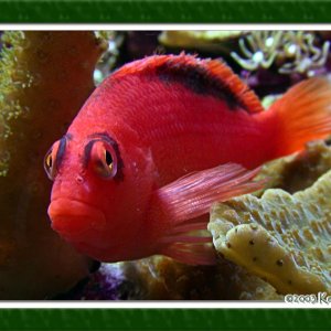 Common Name - Flame Hawkfish 
Scientific Name - Neocirrhitus armatus 
Size - 3 inches 
Care Practices - This fish requires very little special care, i