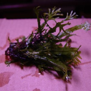 This is a slight varient on the usual Java Fern... the name eludes me. The ends of the leaves branch out like fingers.  Quite pretty.  Got it from Rus