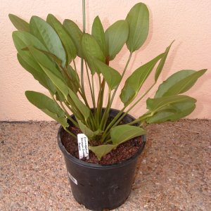 I bought two of these plants at a nursery as emersed pond plants. They both had flower stalks. It was labeled "Rubra".