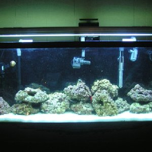 55 gallon aqua c remora 50lbs live rock fluval 404 Live sand and Crushed Coral Coralife Aqualights.. More test kits than I know what to do with :)