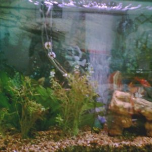 Pic of the left side of the tank.  You can kind of see the Tiger Barbs and Rosy Barbs swimming near by.  The plants in front I added very recently, an