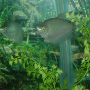 this is the remaining gourami that I have he's a scaredy fish.