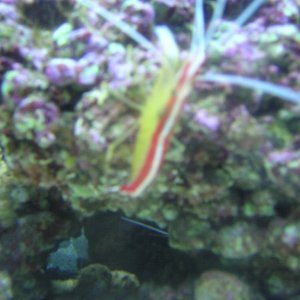 Easily the most interesting thing in my tank.. It's blurry cause he's quick and dartes all over when I walk up to the tank..