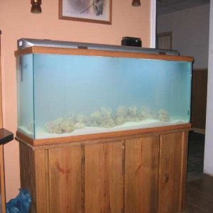 This is my oceanic 55 galllon FOWLR--->reef tank.  Will start out with fish until I become comfortable with saltwater.  I currently have 60 lbs of arg