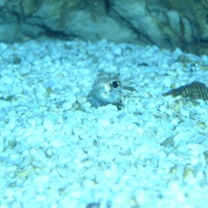 Eyes of flounder buried in substrate